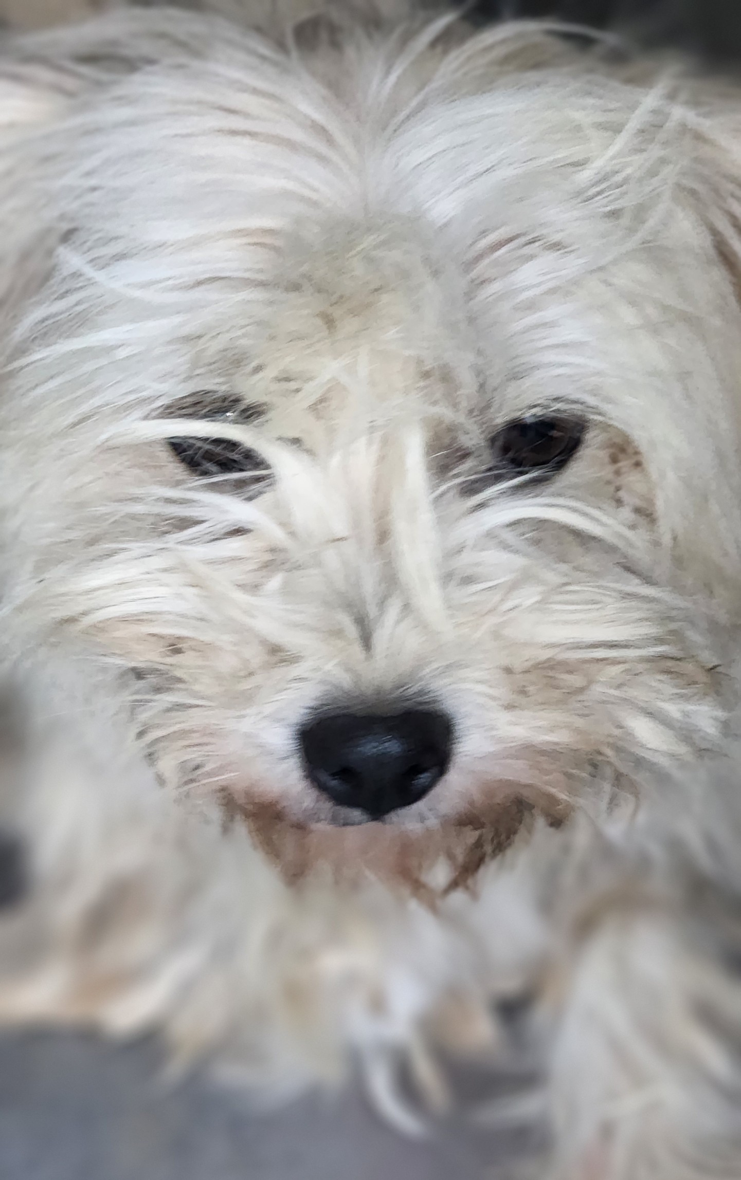 강진군 유기견 보호소_446492202500183