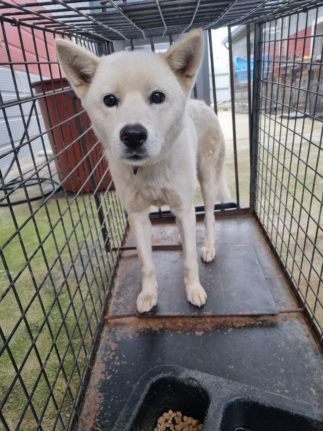 보호중 믹스견의 가…