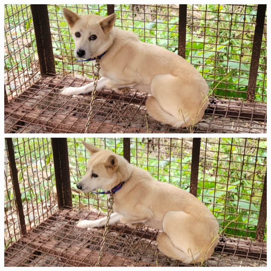 보호중 믹스견의 가…