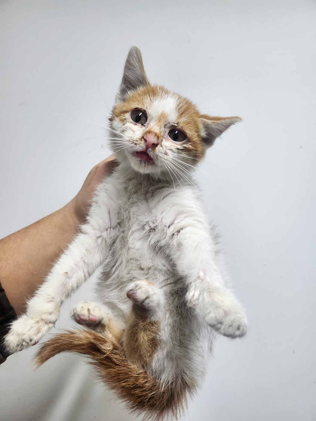 보호중 한국 고양이…