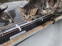 종료(자연사) 한국…