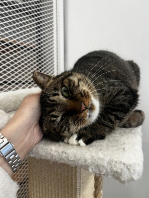 보호중 믹스묘의 가…