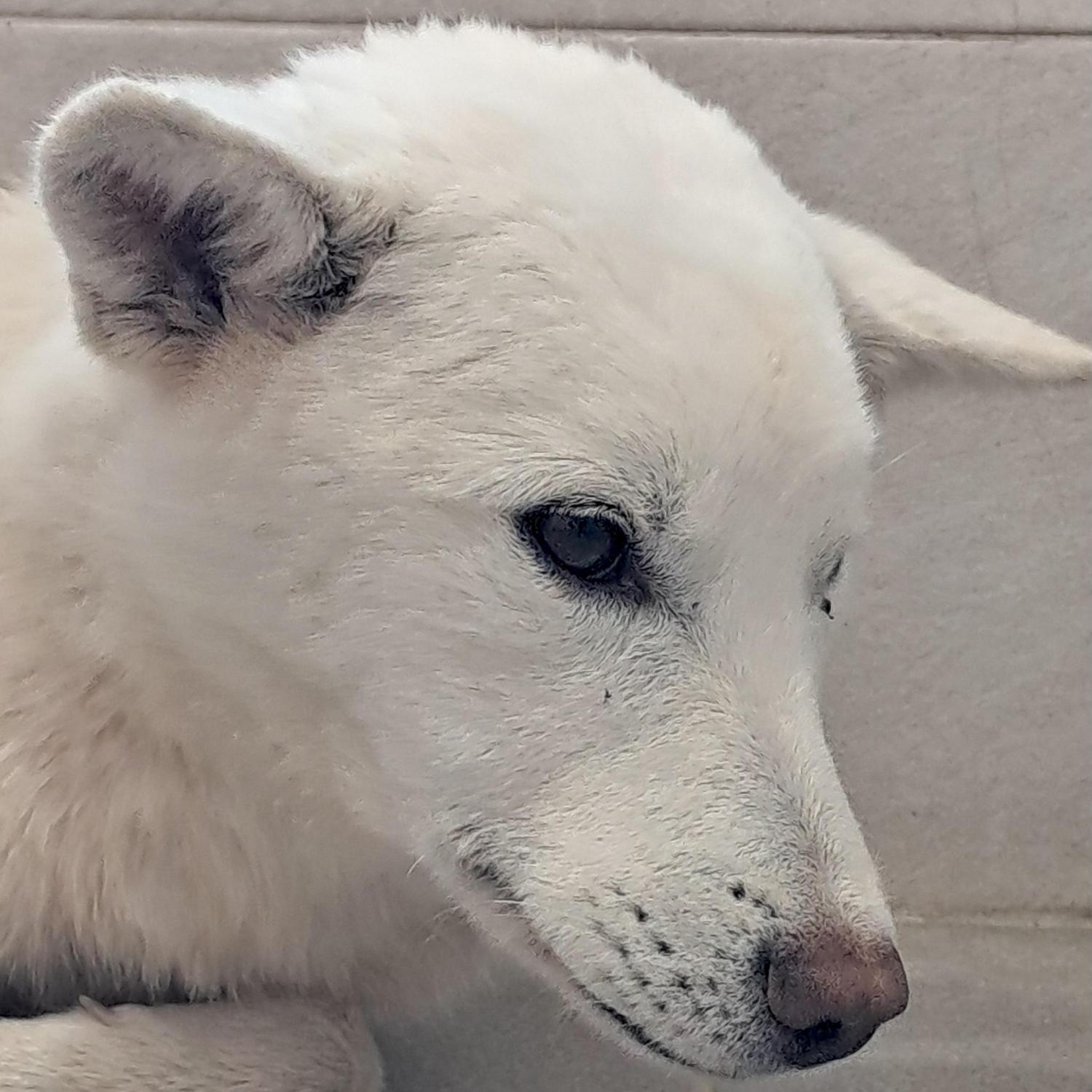 보호중 믹스견의 가…