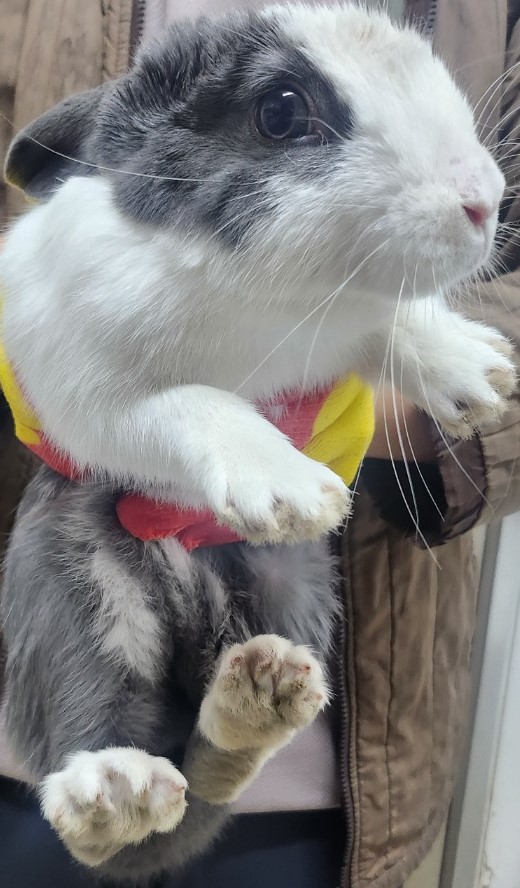 보호중 기타축종의 …