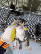 종료(자연사) 한국…