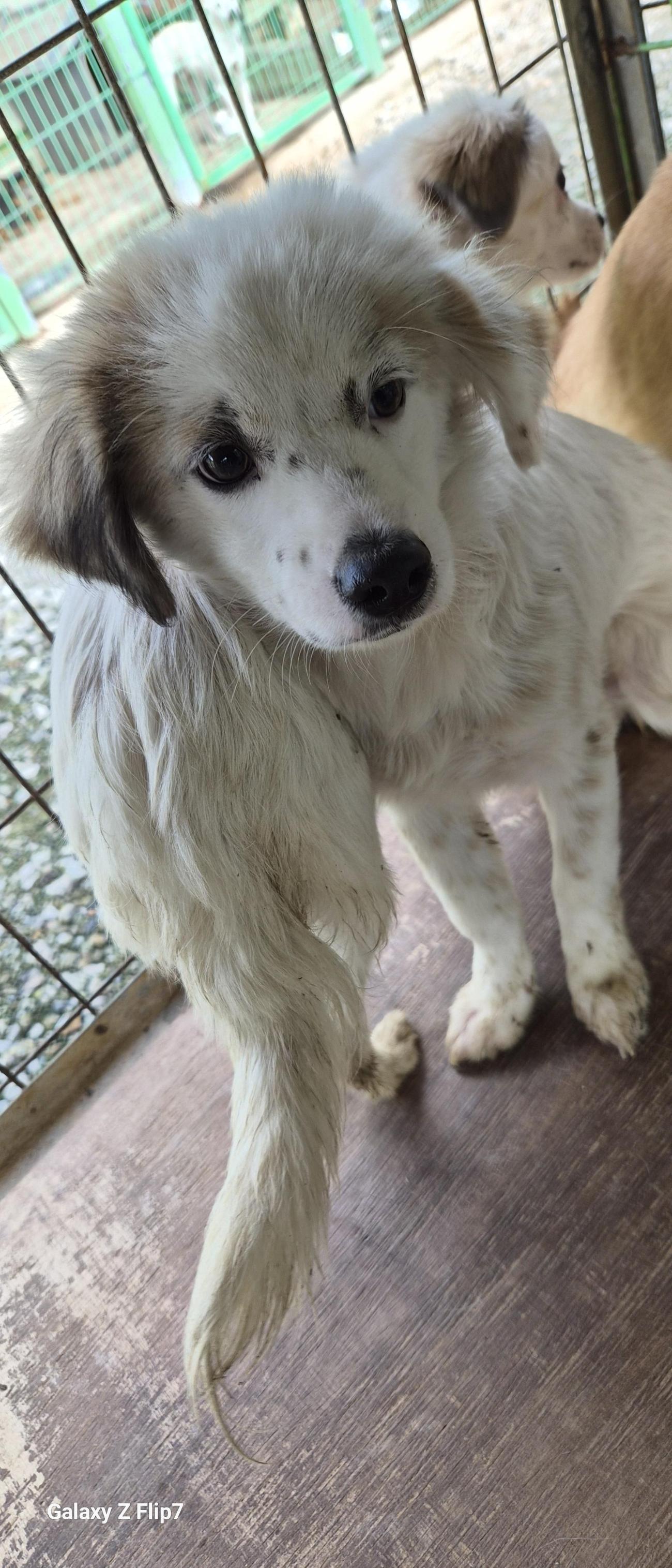 보호중 믹스견의 가…