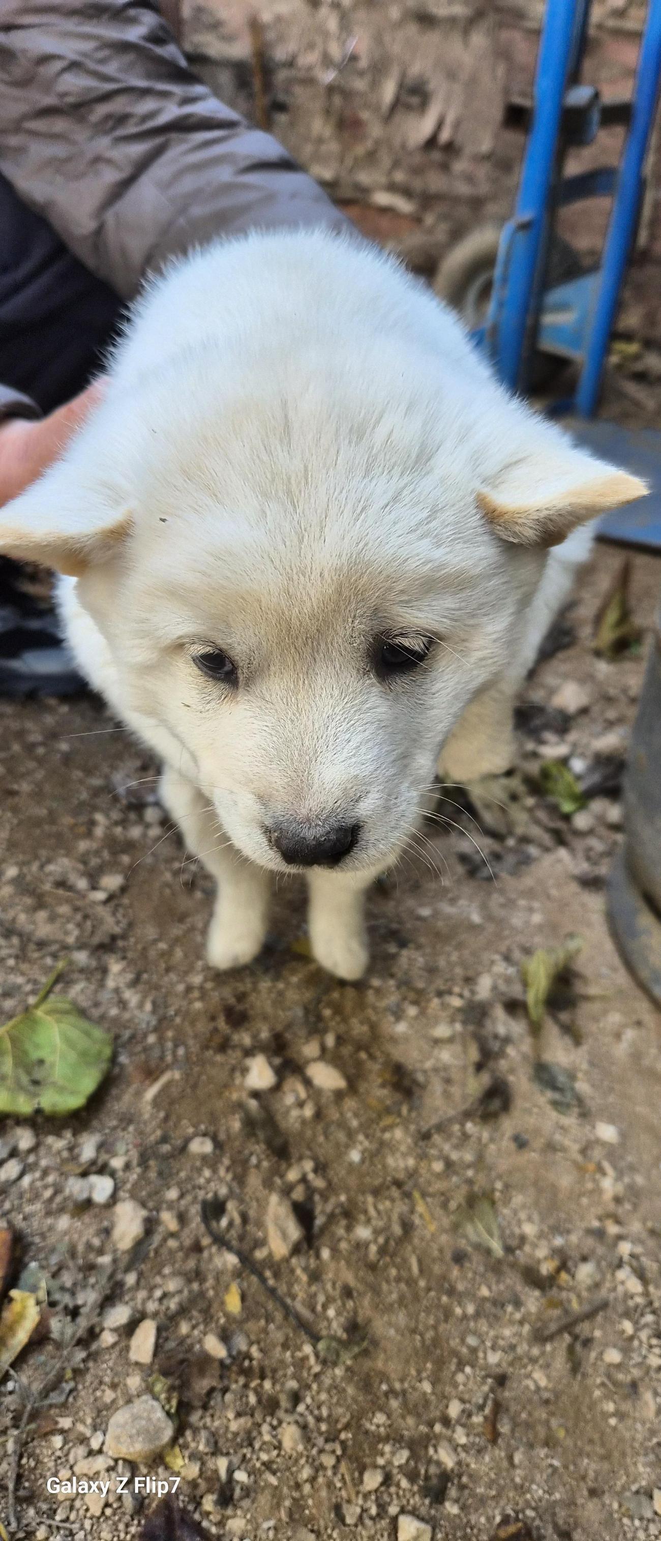 보호중 믹스견의 가…