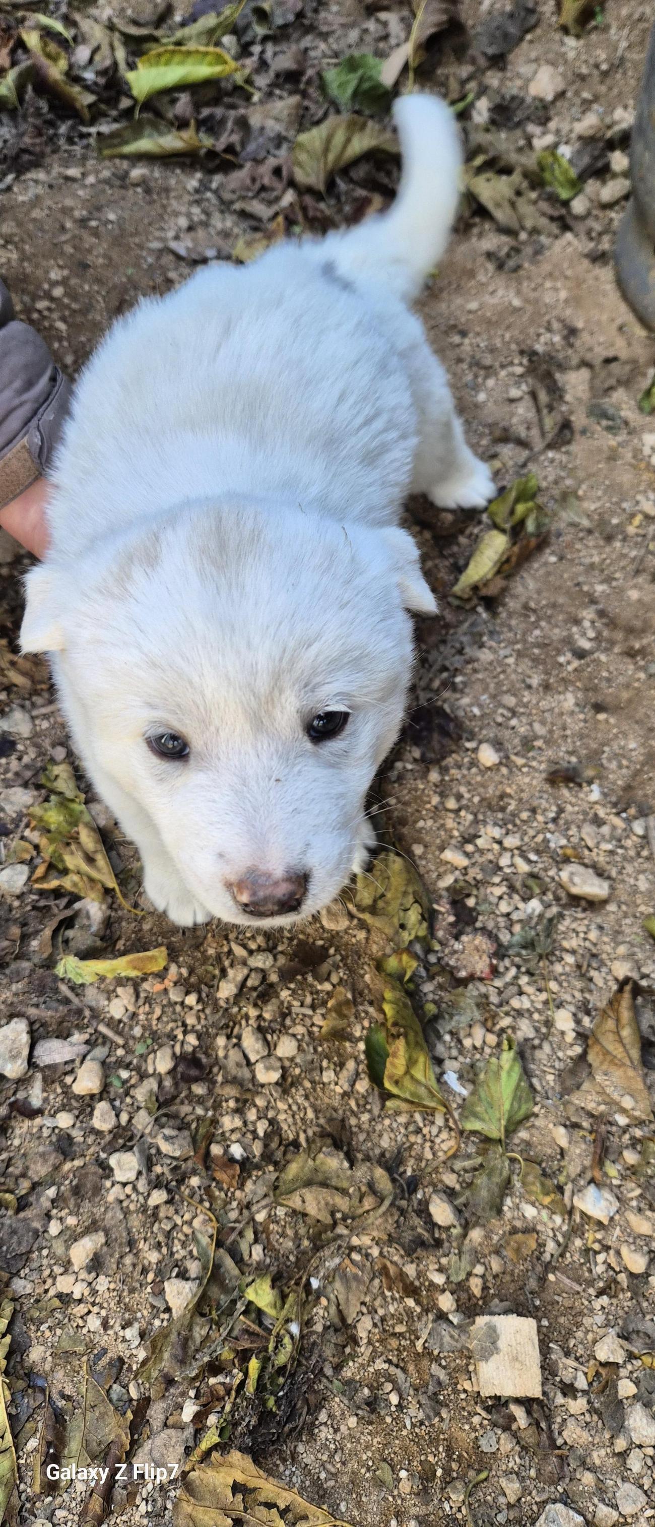 보호중 믹스견의 가…