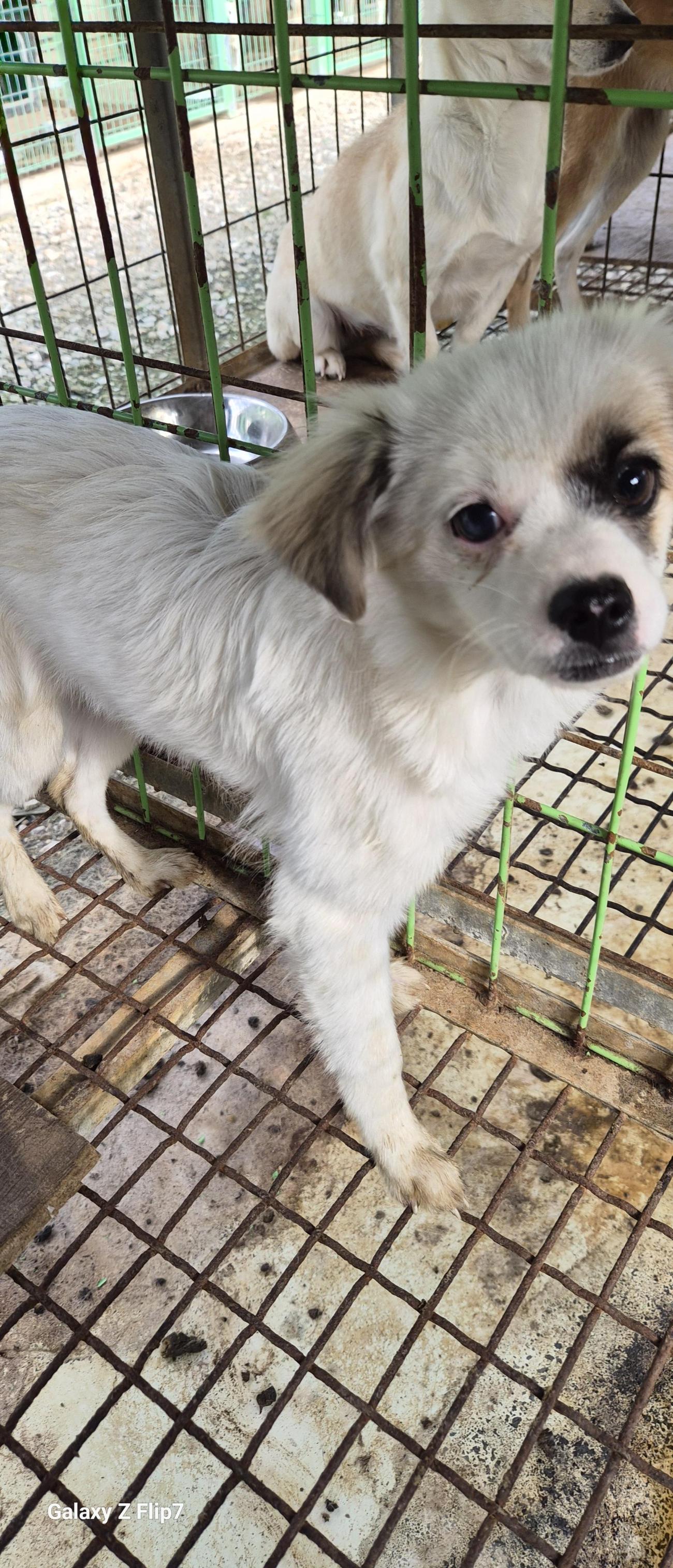 보호중 믹스견의 가…