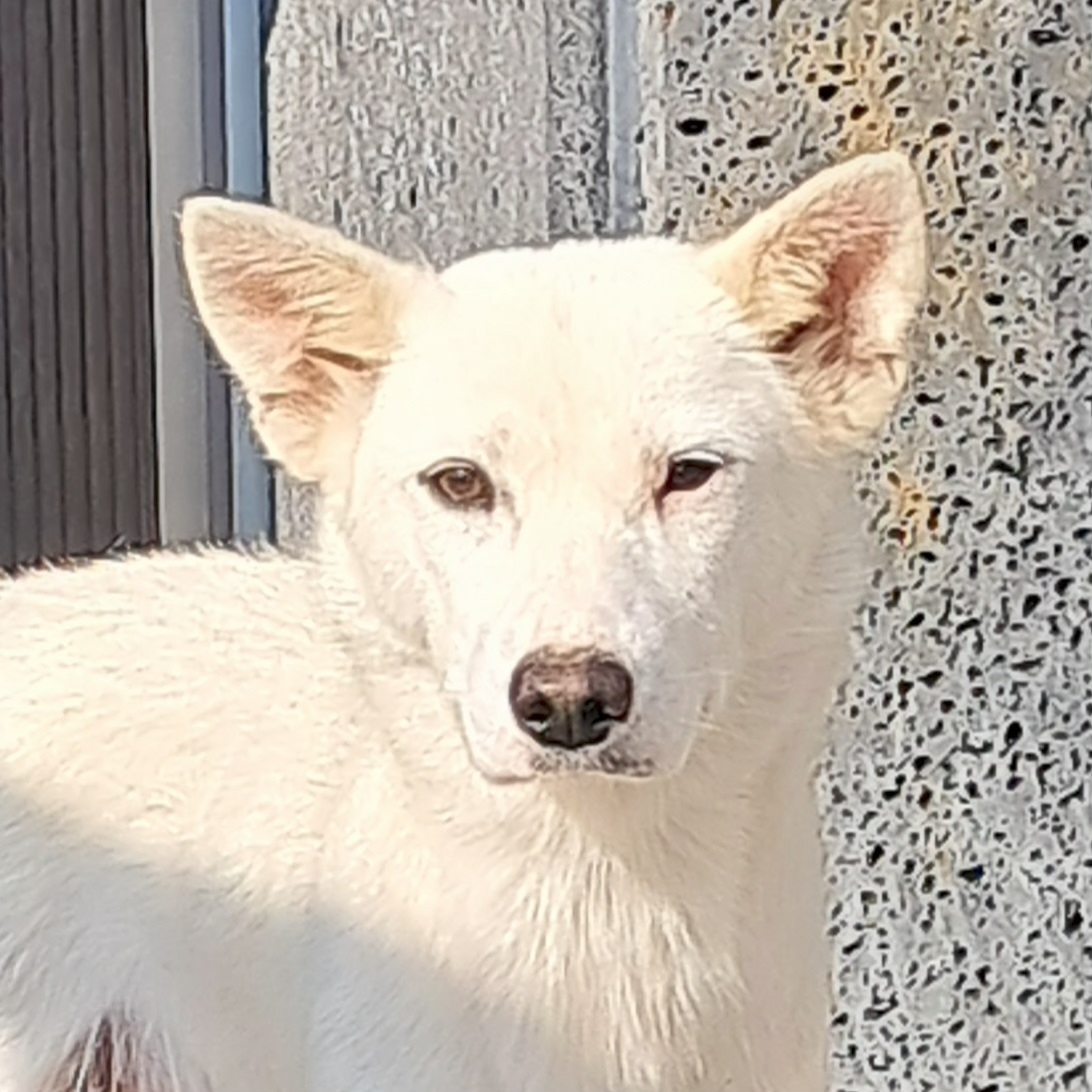 보호중 믹스견의 가…