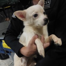 보호중 믹스견의 가…