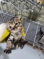 종료(자연사) 한국…