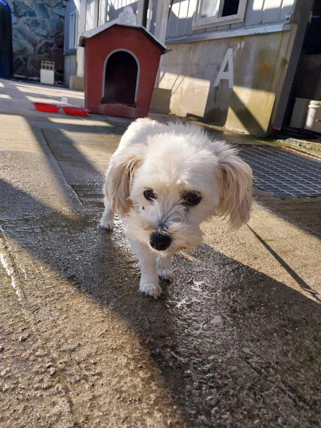 보호중 믹스견의 가…