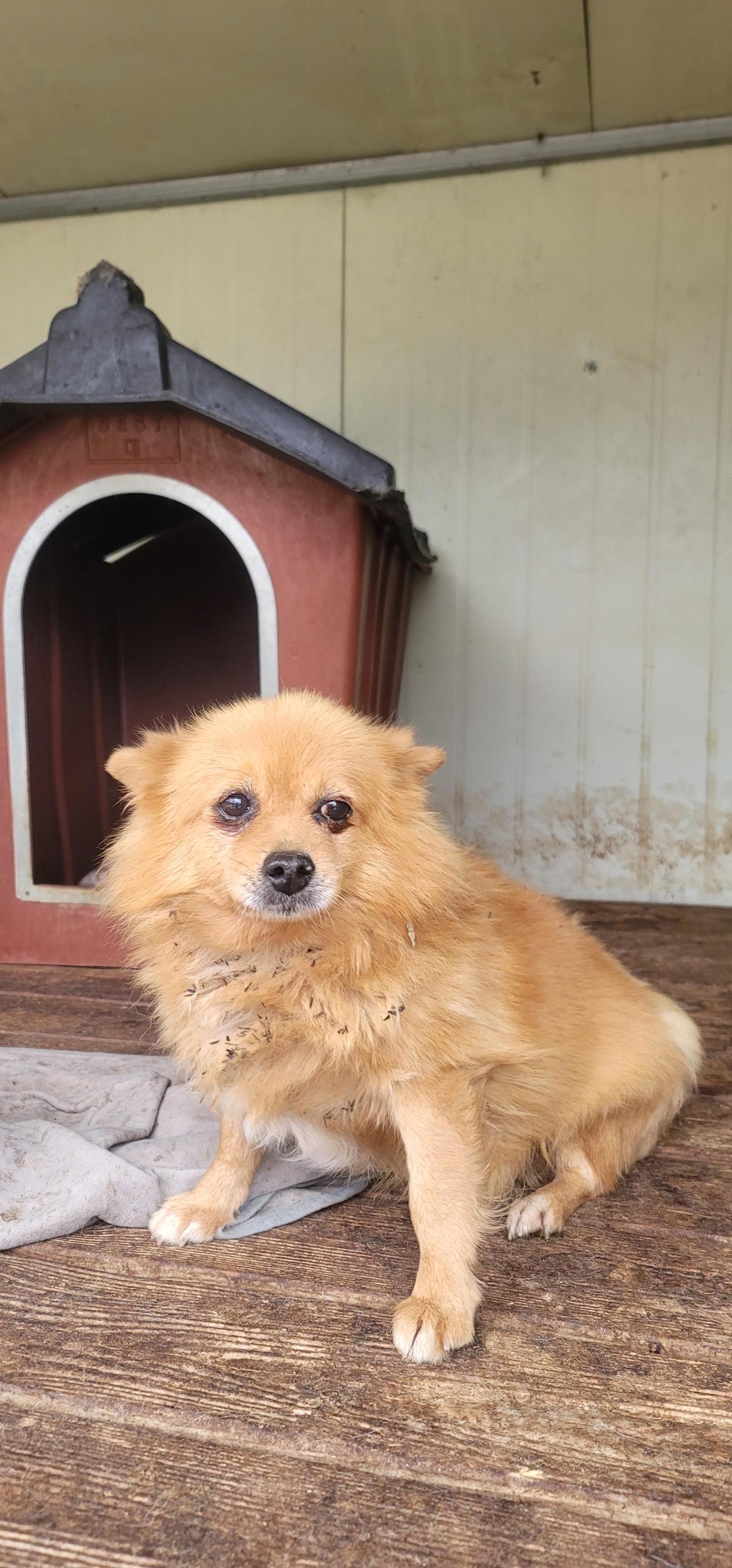 보호중 믹스견의 가…