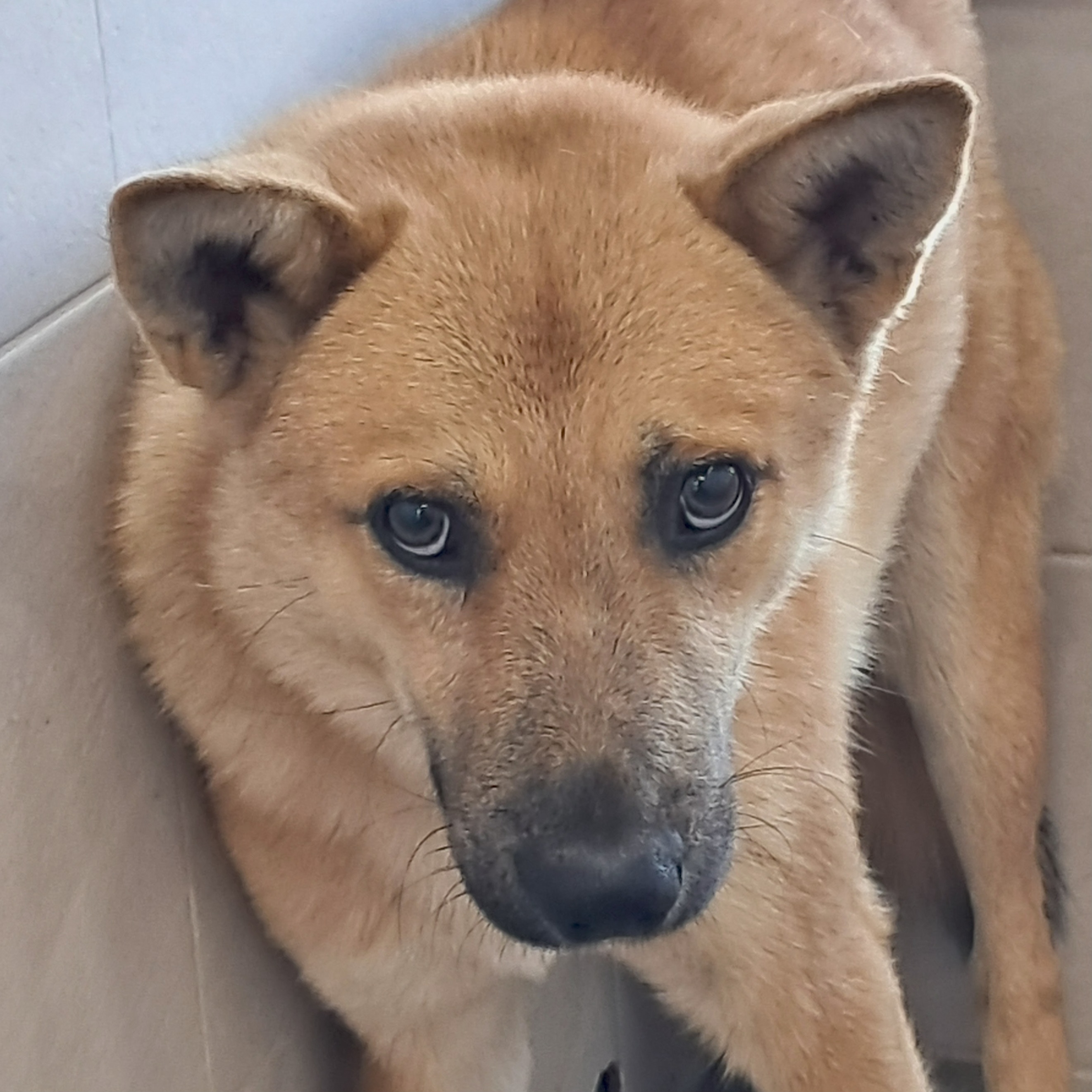 보호중 믹스견의 가…