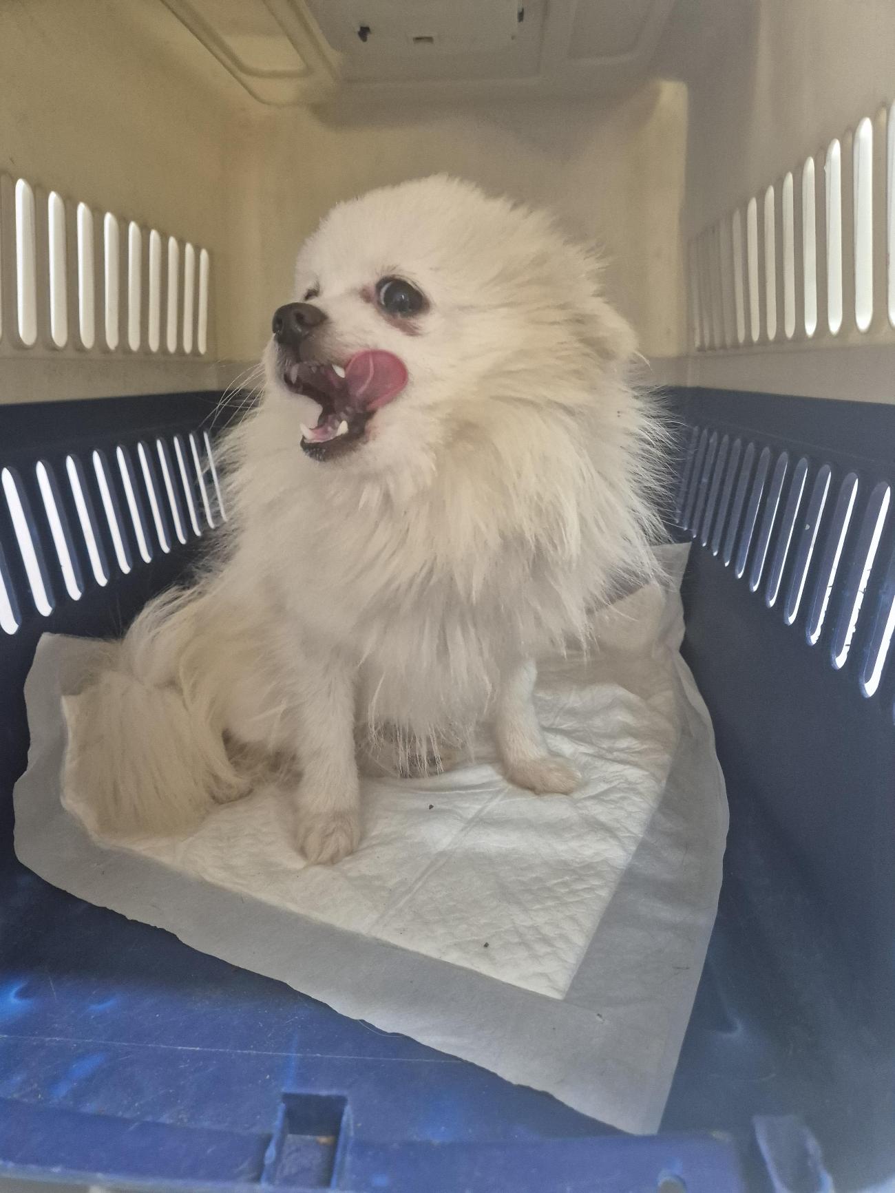 완주군유기동물보호소_445472202500649