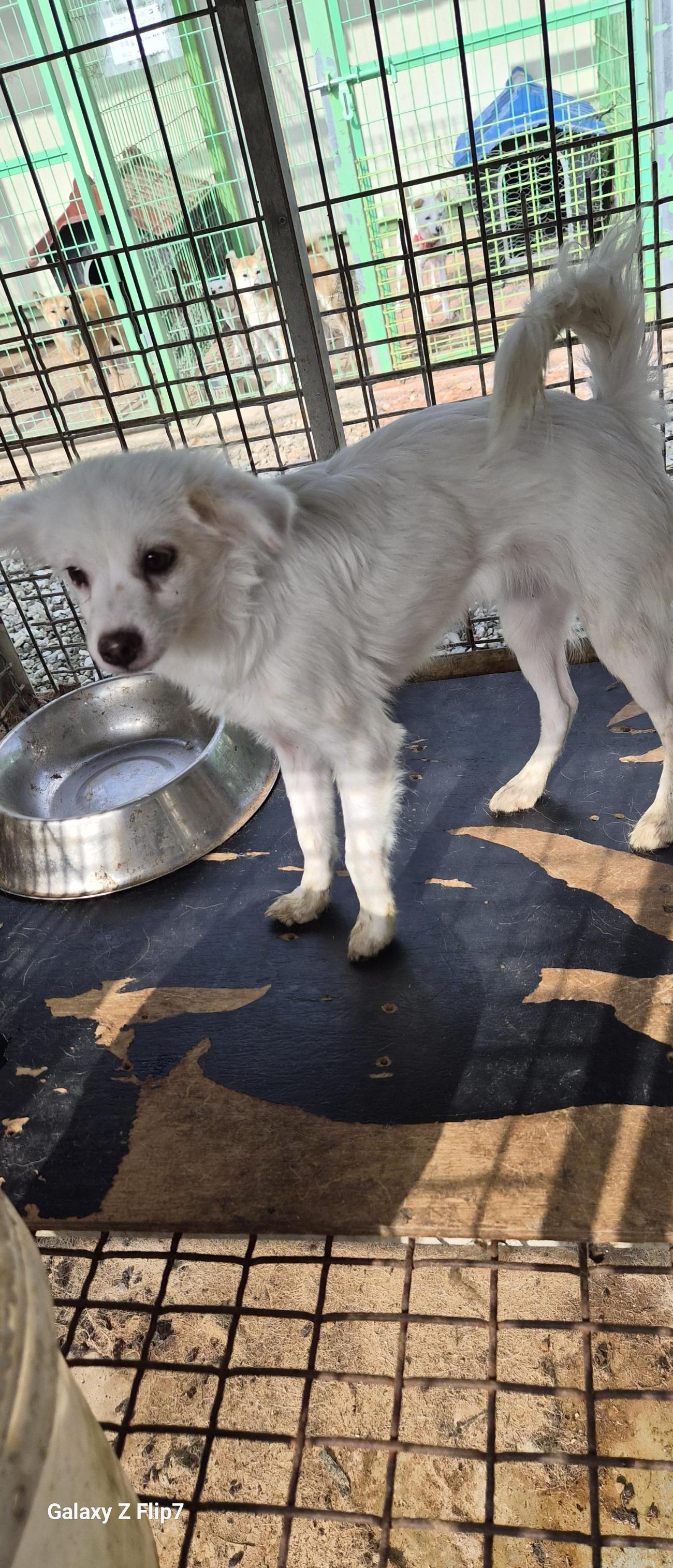 보호중 믹스견의 가…