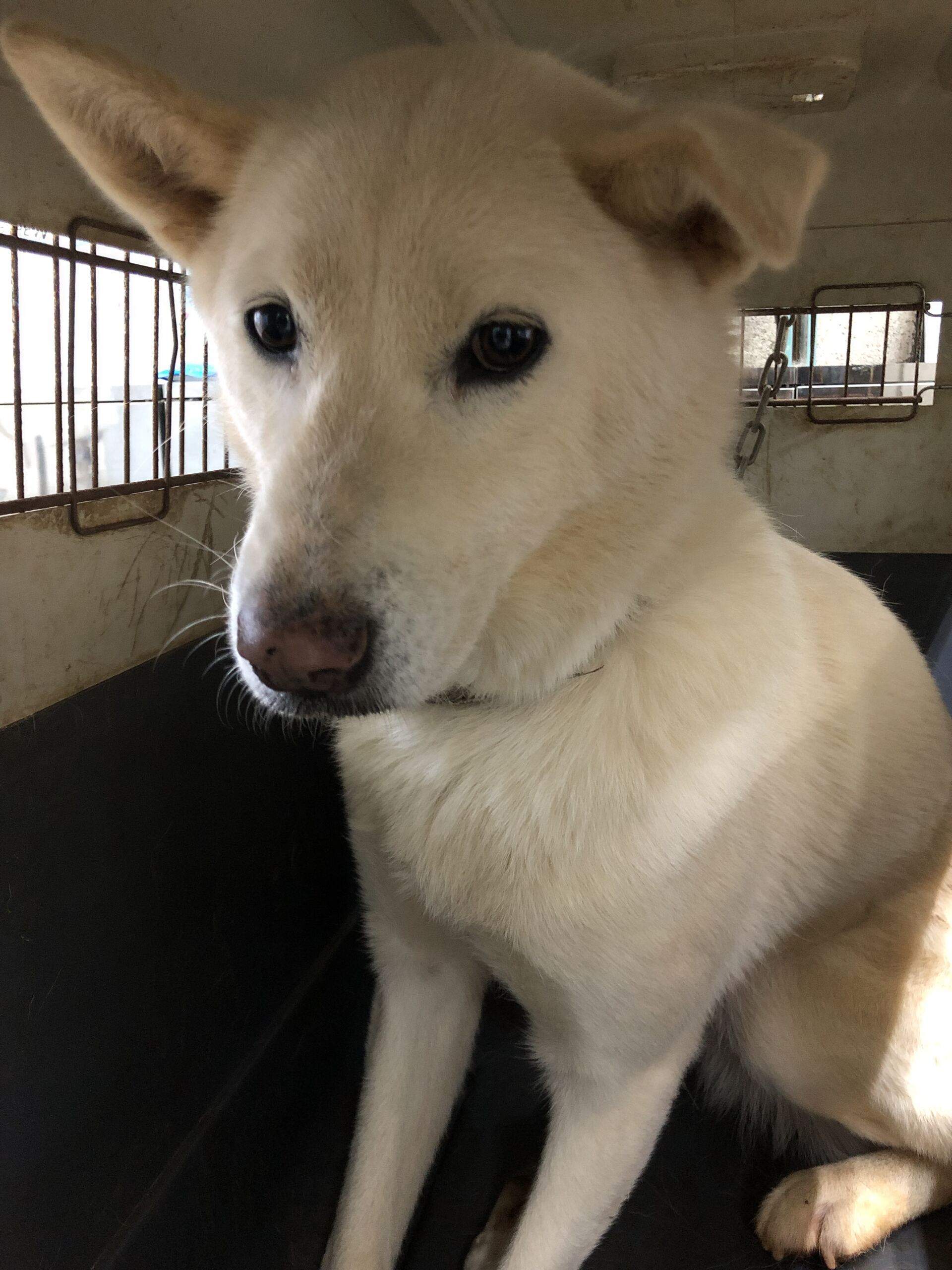 종료(반환) 진도견…