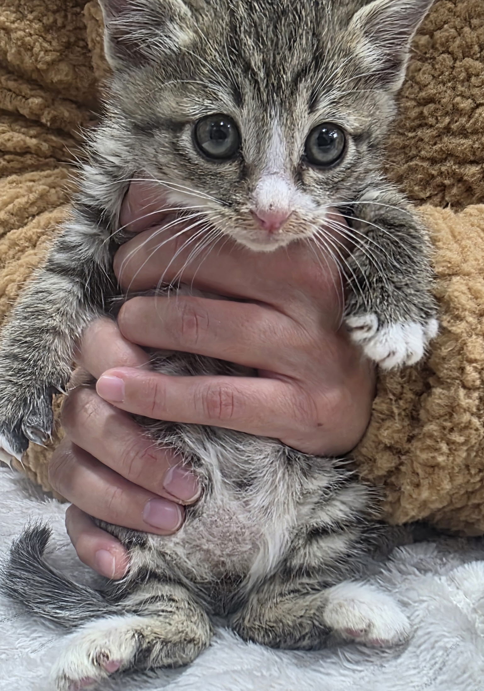 보호중 한국 고양이…