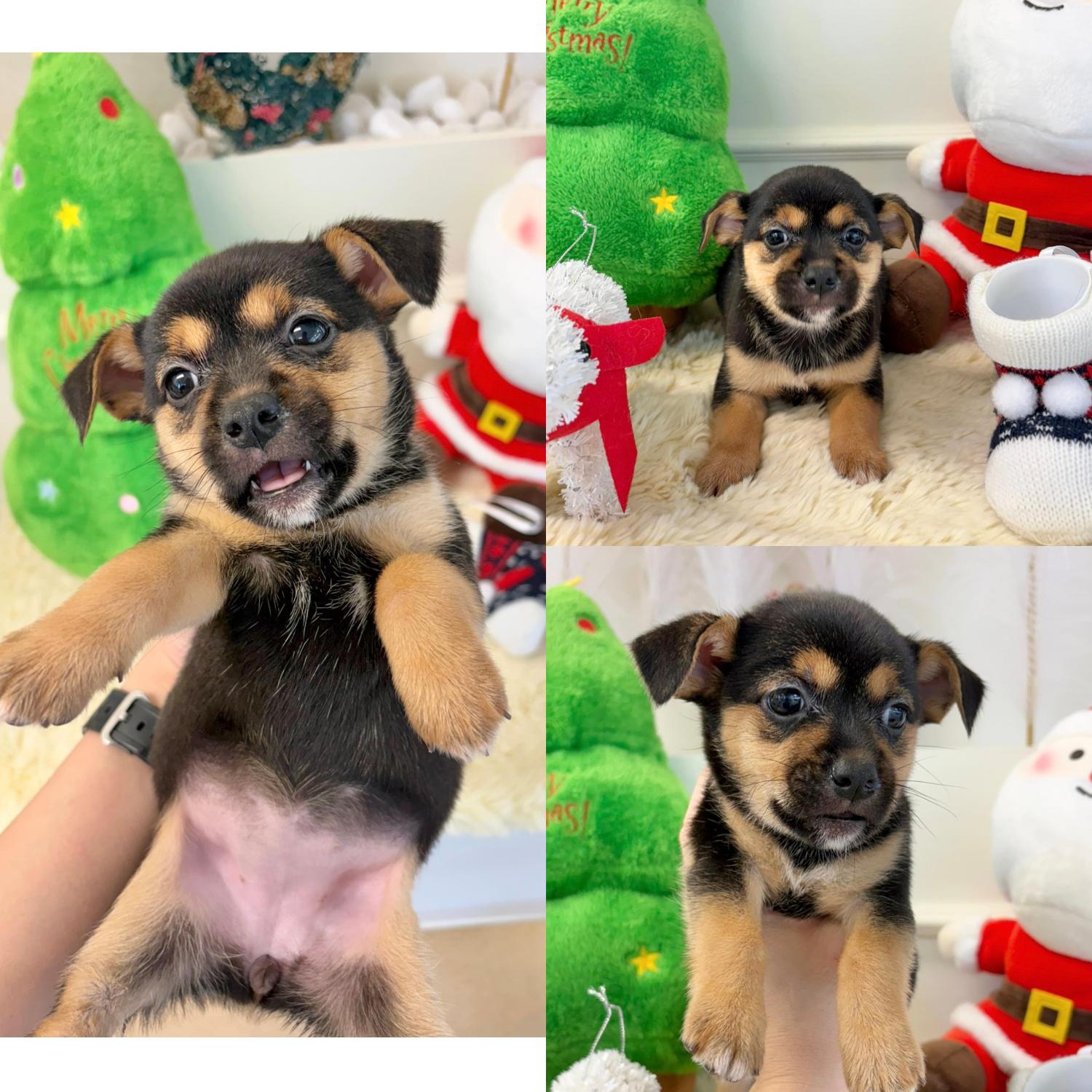 보호중 믹스견의 가…