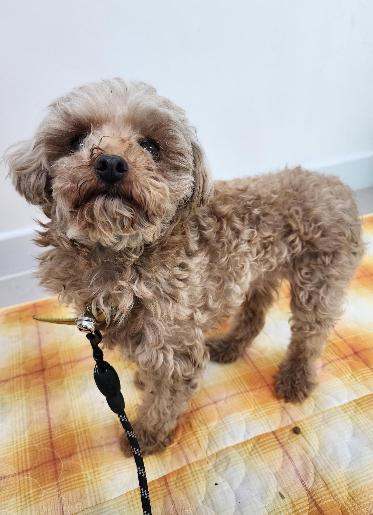 보호중 푸들의 가족…