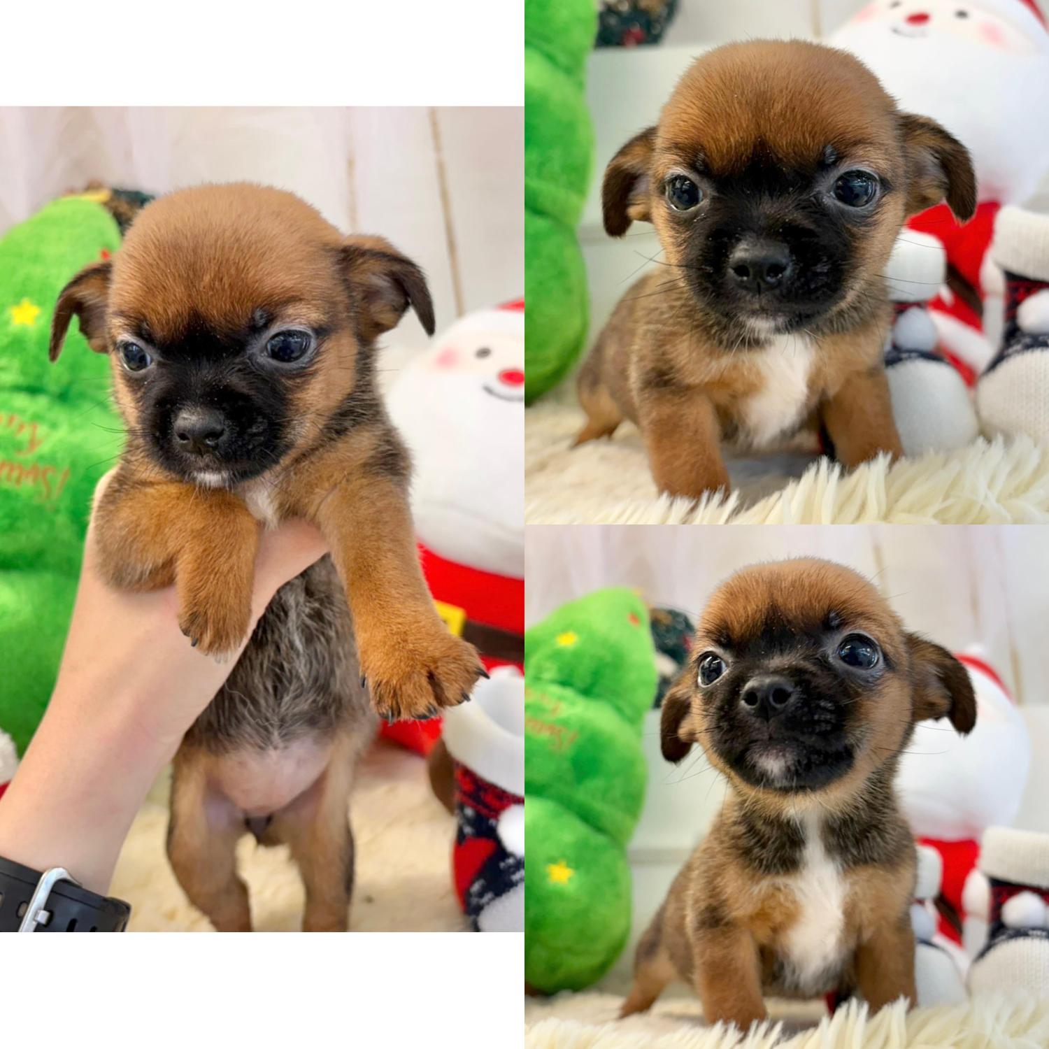 보호중 믹스견의 가…