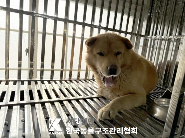 보호중 믹스견의 가…