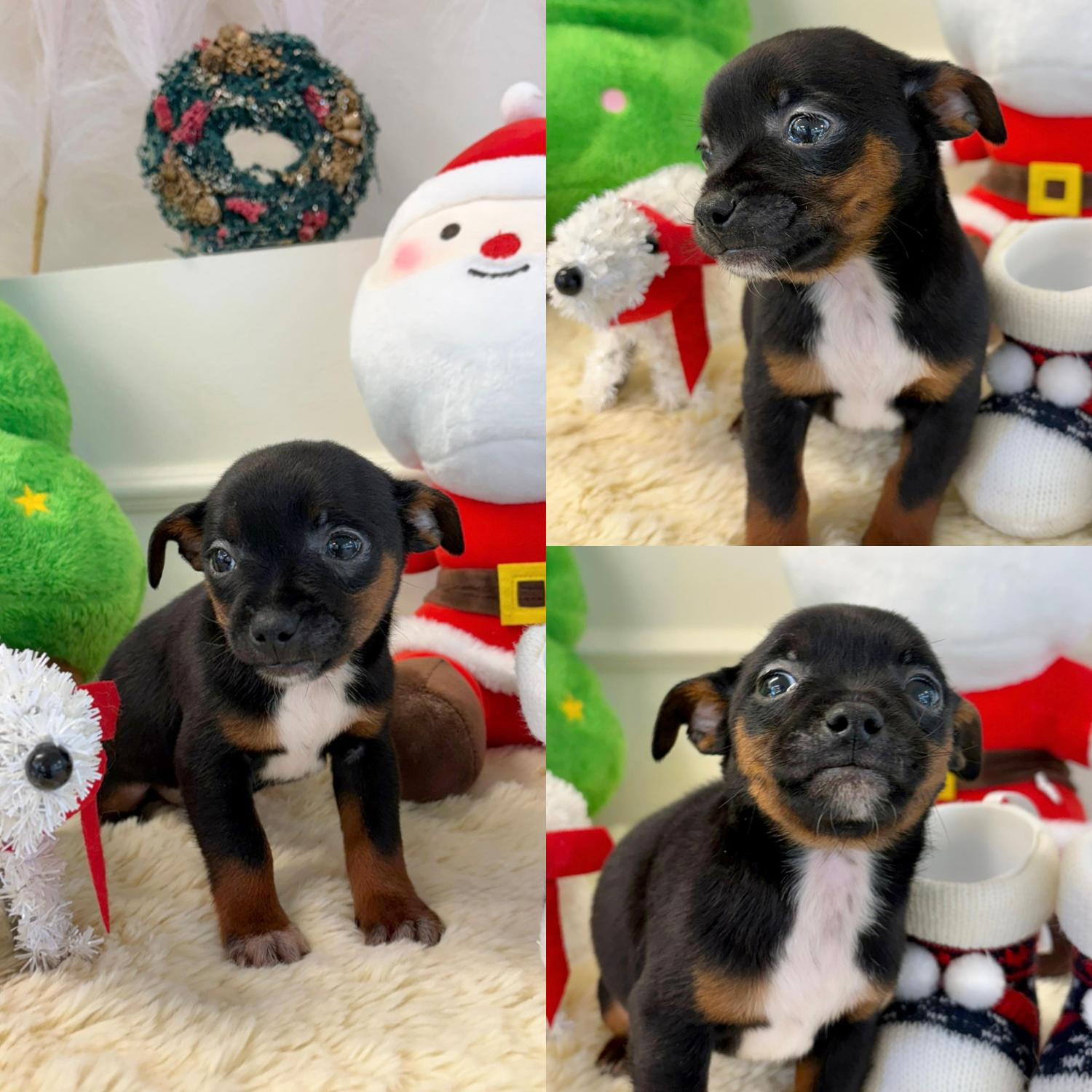 보호중 믹스견의 가…