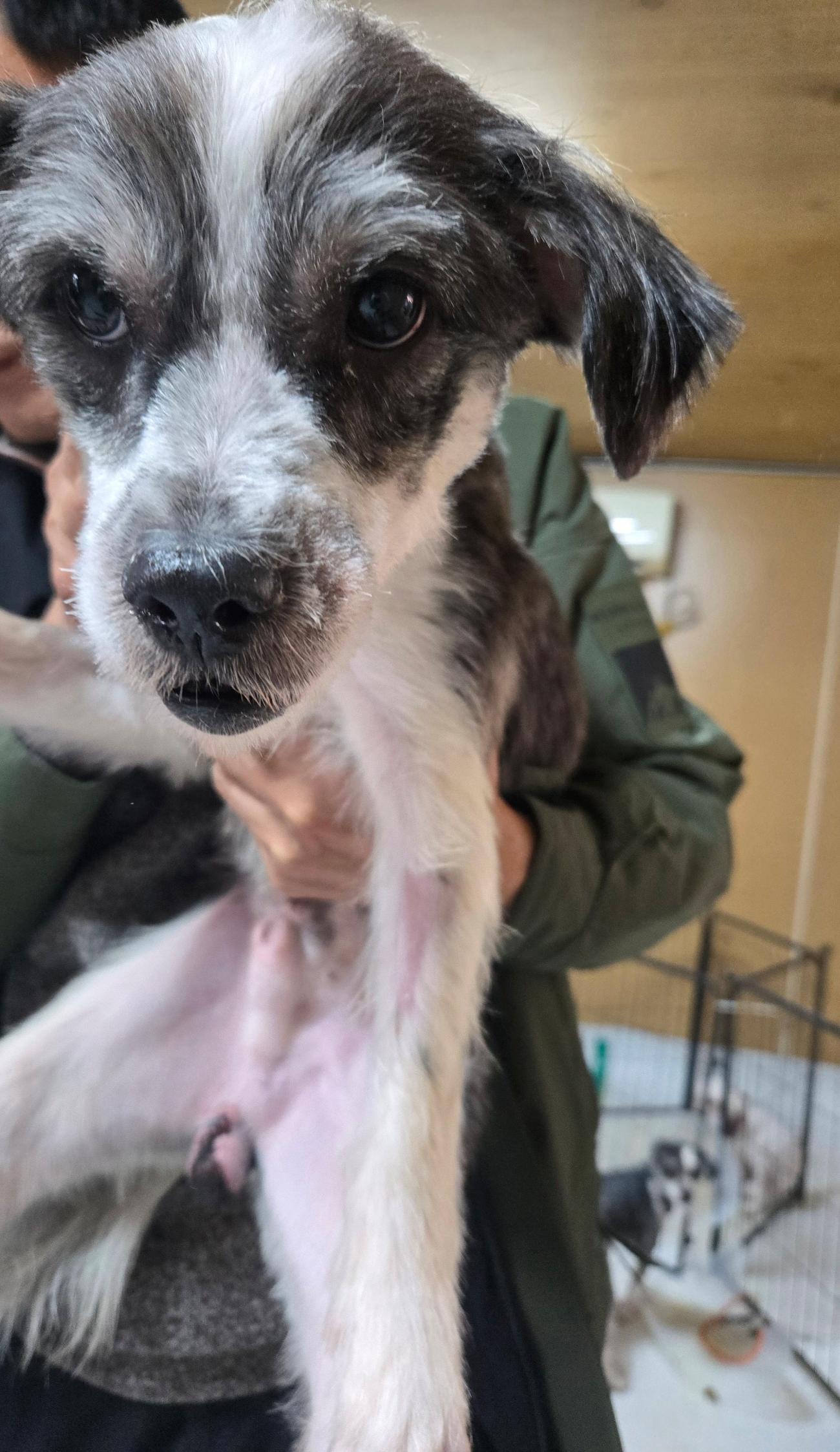 종료(기증) 믹스견…