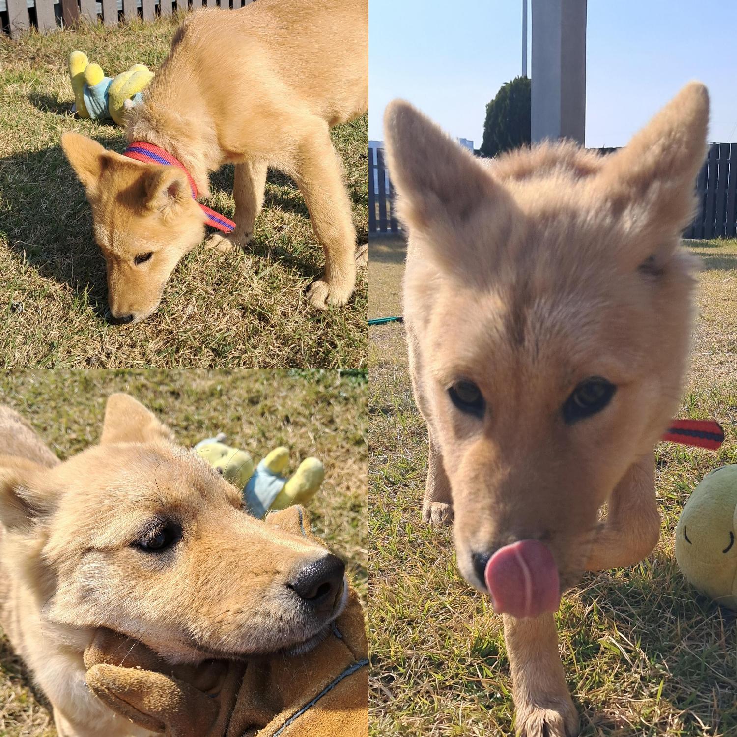 보호중 믹스견의 가…