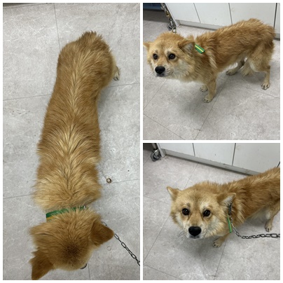 보호중 믹스견의 가…