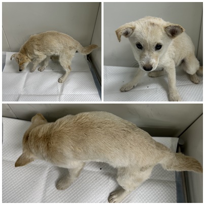 보호중 믹스견의 가…