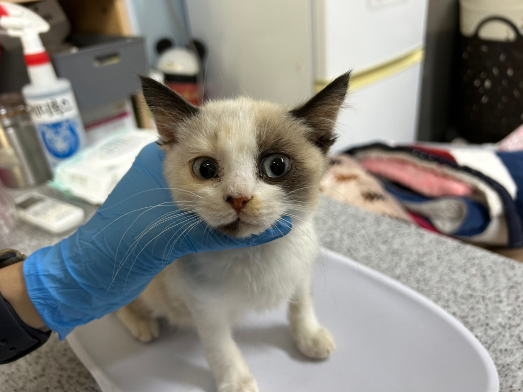 종료(입양) 한국 …