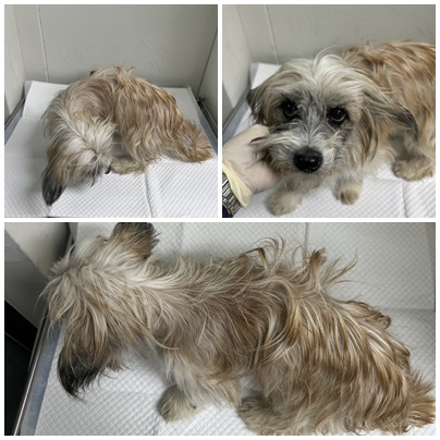 보호중 믹스견의 가…