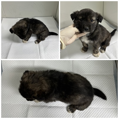 보호중 믹스견의 가…