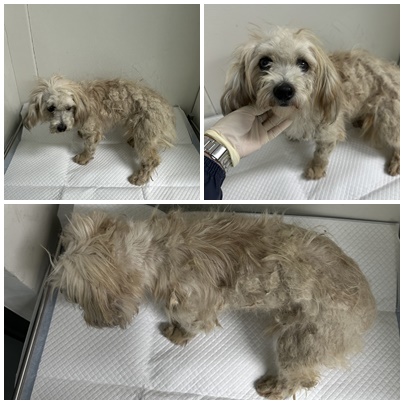 보호중 믹스견의 가…