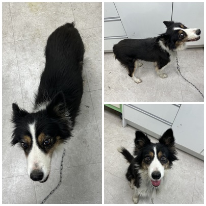 보호중 믹스견의 가…