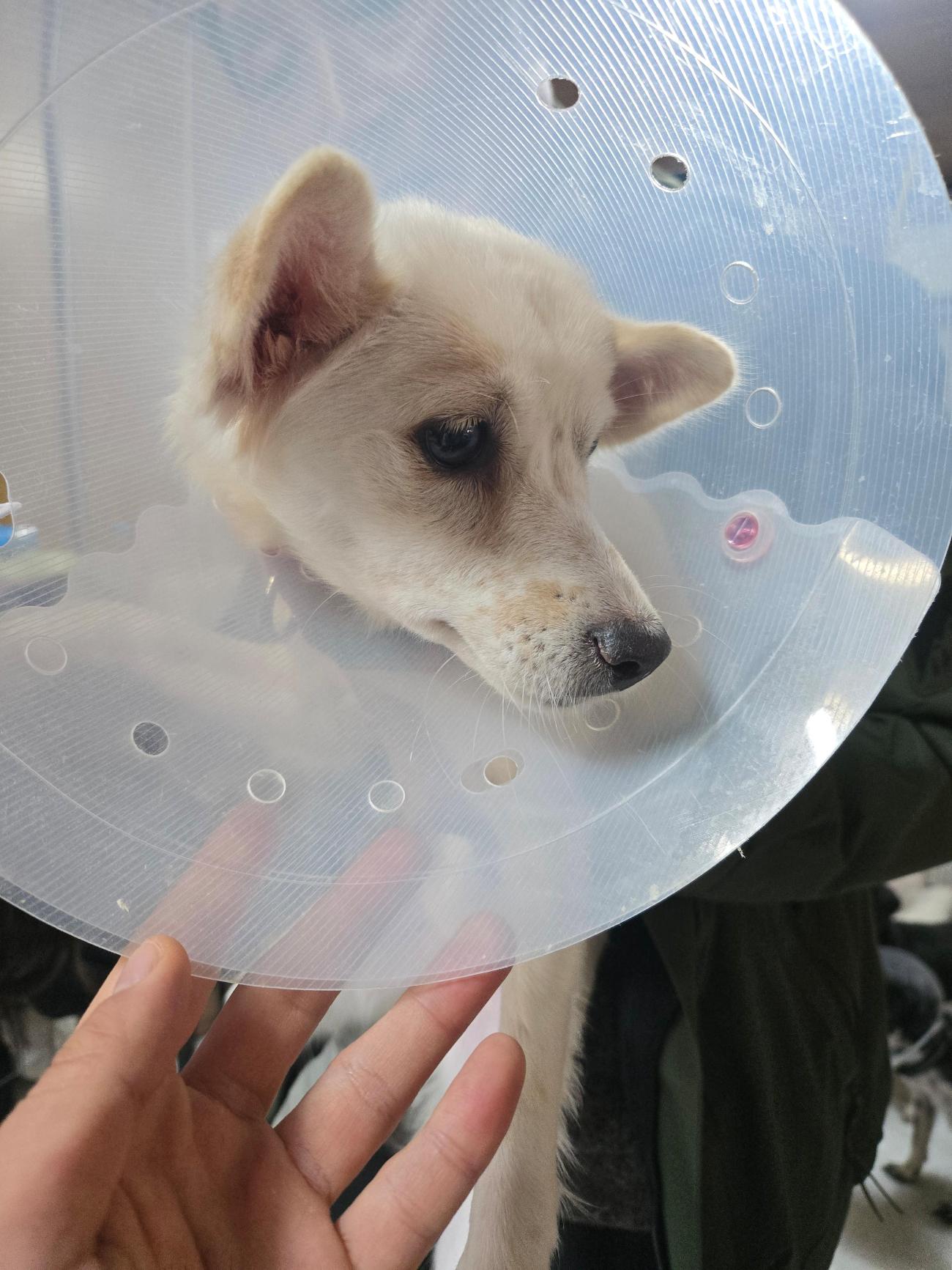 종료(기증) 믹스견…