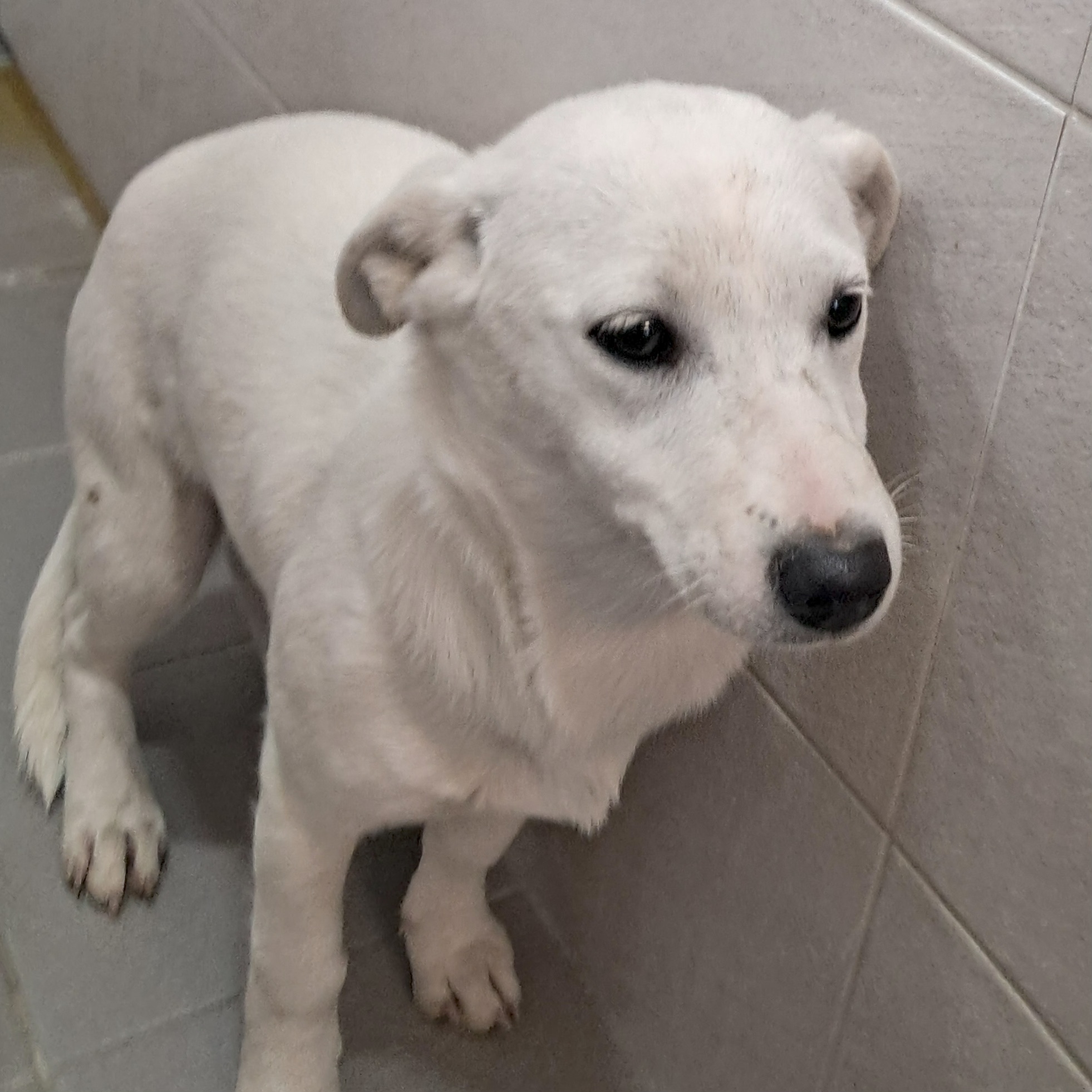 보호중 믹스견의 가…