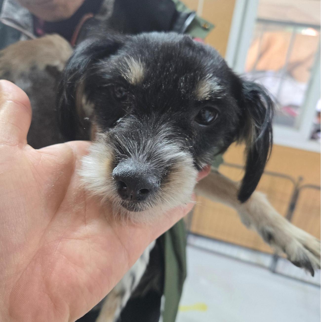 종료(기증) 믹스견…