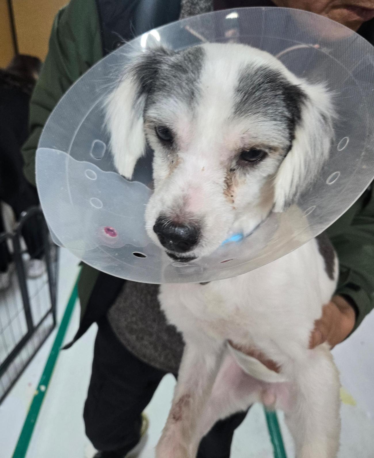 종료(기증) 믹스견…