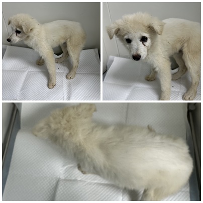 보호중 믹스견의 가…