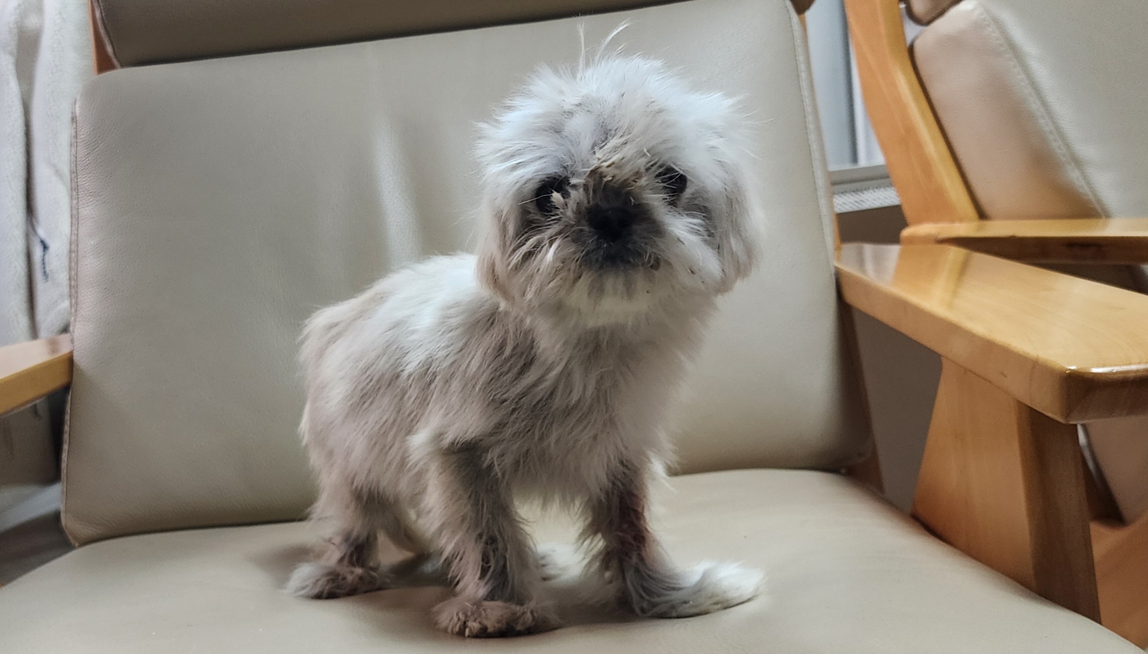 상주시 동물보호센터_447511202501437