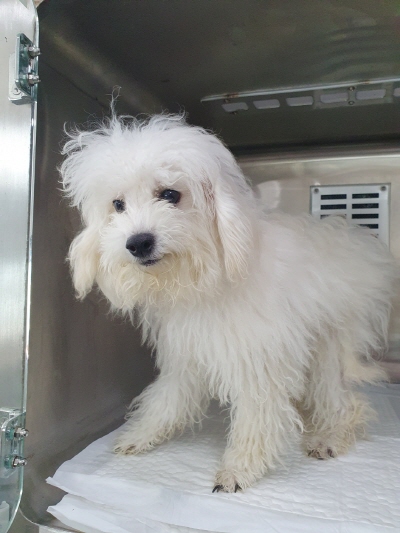 보호중 푸들의 가족…