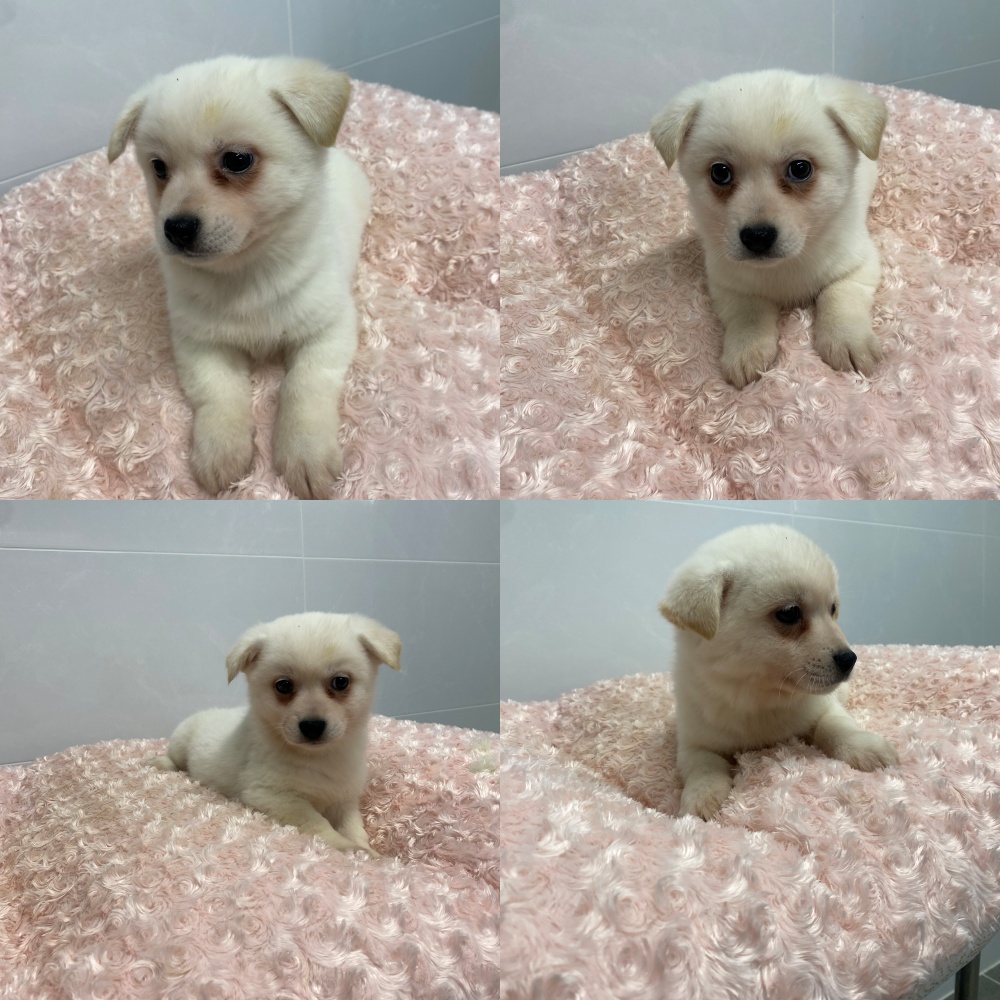 종료(입양) 믹스견…