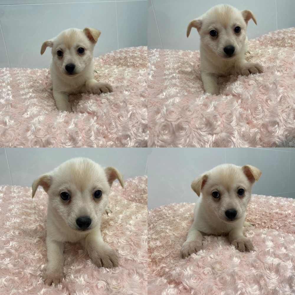 종료(입양) 믹스견…