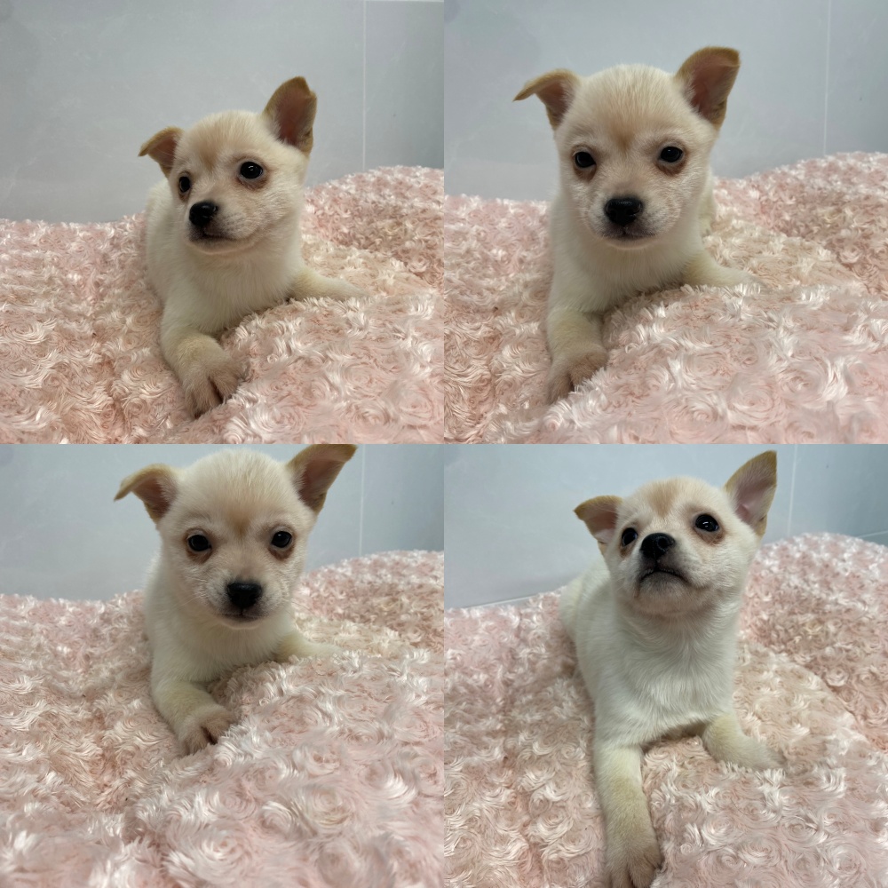 보호중 믹스견의 가…