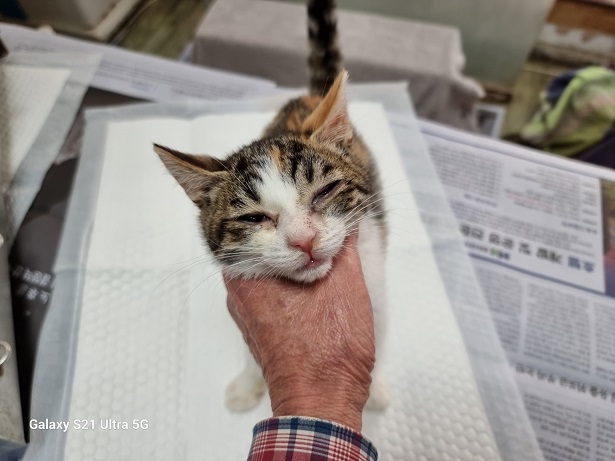보호중 한국 고양이…