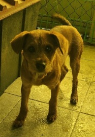 서천군유기동물보호소_444458202500444