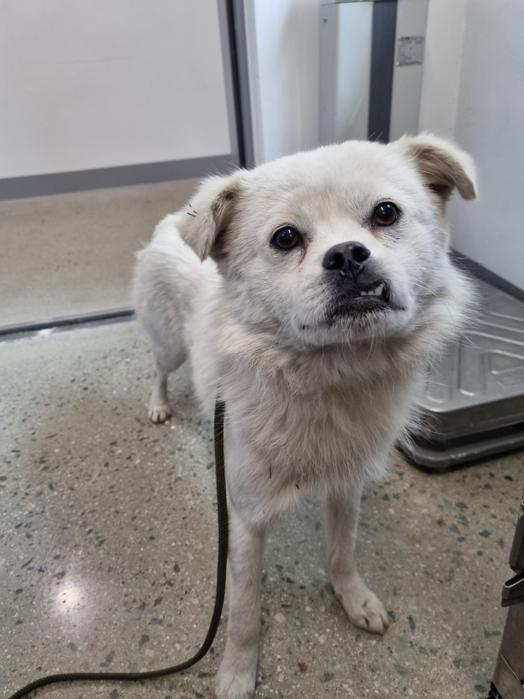 보호중 믹스견의 가…